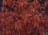 CORNUS CARDINAL DOGWOOD #5