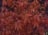 CORNUS CARDINAL DOGWOOD #7