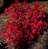 CORNUS SER ISANTI DOGWOOD #2