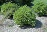 CORNUS SER ALLEMAN'S DWF #2