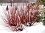CORNUS SER ARCTIC FIRE #2 PW