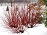 CORNUS SER ARCTIC FIRE #5 PW