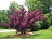 COTINUS COG ROYAL PURPLE #5