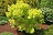 COTINUS COG GOLDEN SPIRIT #3