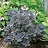 COTINUS COG WINECRAFT BLK#3PW