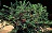 COTONEASTER API CRANBERRY #2