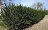 COTONEASTER LUCIDUS HEDGE #2