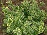 EUONYMUS FOR GOLD SPLASH #2 PW