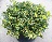 EUONYMUS FOR MOONSHADOW #2