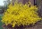 FORSYTHIA GOLD CLUSTER #2