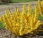 FORSYTHIA GOLD TIDE #2 STG25