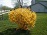 FORSYTHIA NORTHERN GOLD #2