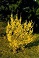 FORSYTHIA SHOW OFF #5 PW STG25