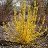 FORSYTHIA SHOW OFF SUGARBABY#2PW