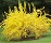 FORSYTHIA SPRING GLORY #5