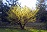 HAMAM VIR WITCHHAZEL #5