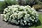 HYDRA ARB ANNABELLE #5