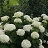 HYDRA ARB INVINCIB LIMETTA #2PW