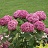 HYDRA ARB INVIN MINIMAUVETTE#2PW