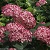 HYDRA ARB INVINCIBELLE RUBY #2PW