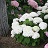 HYDRA ARB INVINC WEE WHITE #2 PW