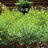 HYPERICUM COBALT-N-GOLD #2 FE
