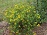 HYPERICUM GEMO #2