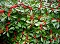 ILEX VER RED SPRITE WINTERBER #5