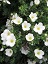POTEN FRU MCKAY'S WHITE #2