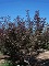 PRUNUS CIS PURPLELEAF SANDCHE #5