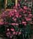 RHODO CANDY LIGHTS AZALEA #2