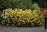 RHODO LEMON LIGHTS AZALEA #2