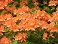 RHODO MANDARIN LIGHTS AZALEA #2
