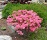 RHODO ROSY LIGHTS AZALEA #2