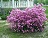 RHODODENDRON AGLO #2