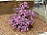 RHODODENDRON PJM #2