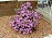 RHODODENDRON PJM #7