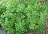 RHUS ARO GRO-LOW SUMAC #5