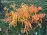 RHUS TYP CUTLEAF STAGHN SUMAC #5