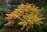 RHUS TYP TIGER EYE SUMAC #2 FE