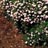 RIBES ALP GREEN MOUND #2