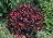 WEIGELA FLO WINE & ROSES #5 PW