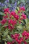 WEIGELA CRIMSON KISSES #2 MON