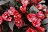 WEIGELA ELECTRIC LOVE #2 BE 1.25