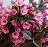 WEIGELA STUNNER #2 BE 1.10