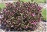 WEIGELA FLO MINUET #2