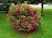 WEIGELA FLO RED PRINCE #5