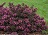 WEIGELA FLO SPILLED WINE #3 PW