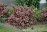 WEIGELA FLO TANGO #5
