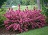 WEIGELA FLO SONIC BLOOMPINK#2PW